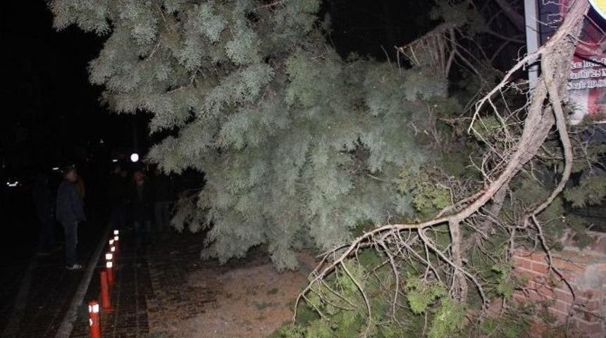 Ilgaz&rsquo;da Şiddettli R&uuml;zgar Yarım Asırlık Ağacı Yerinden S&ouml;kt&uuml;