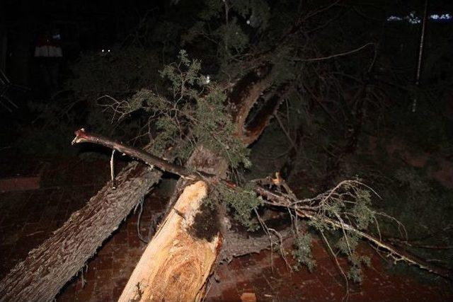 Ilgaz’da Şiddettli Rüzgar Yarım Asırlık Ağacı Yerinden Söktü