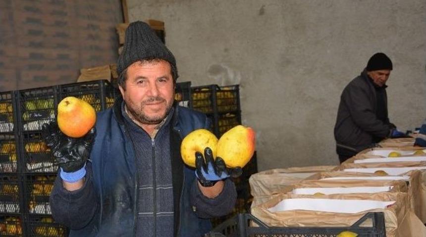 Elma Ve Armutta Hareket Başladı