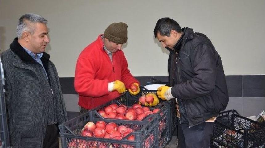 Rusya’ya Elma İhracatı Başladı