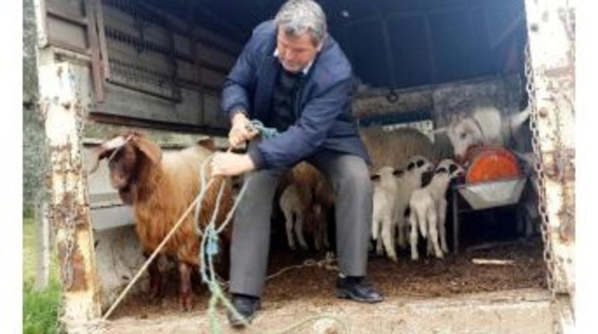 Hayvan Hırsızı Zeytin Tarlasında Uyurken Yakalandı