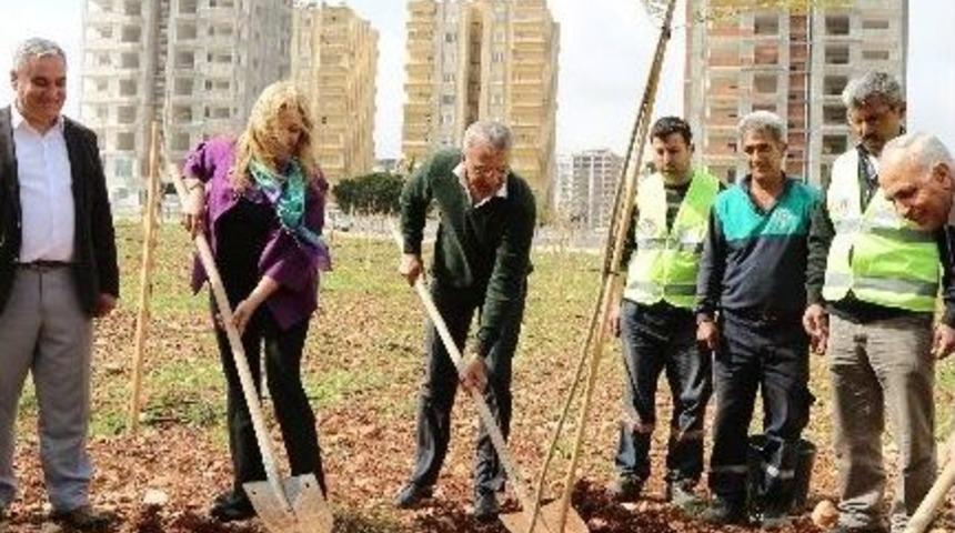 Mezitli&rsquo;de 20. Jacaranda Koruluğu A&ccedil;ıldı