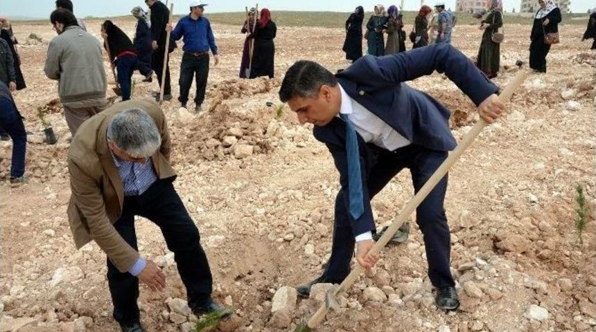 Osmanbey Kamp&uuml;s&uuml;&rsquo;nde 500 Fidan Toprakla Buluşturuldu