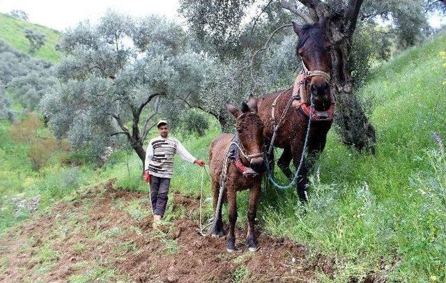 Aydın’da Bağ Ve Bahçeler Bakıma Alındı