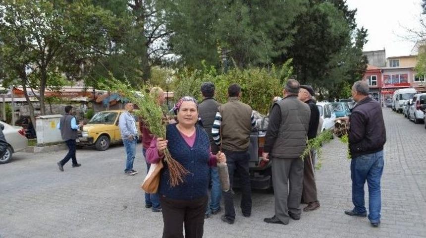 Ortaca&rsquo;da 5 Bin Badem Ve Sığla Fidanı Dağıtıldı