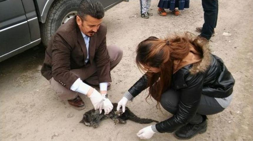 Hakkari&rsquo;de Yaralı Kediye Şefkat Eli