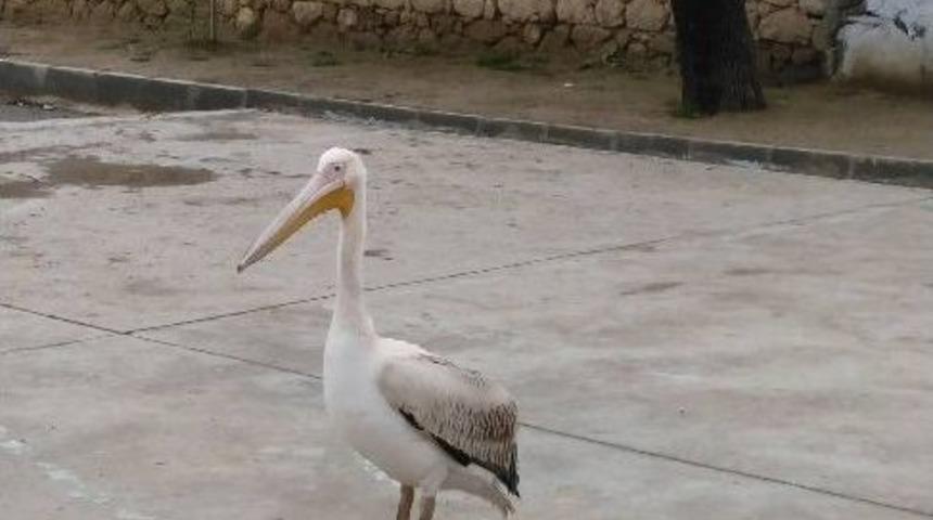 Okul Bah&ccedil;esine Konan Pelikan İlgi Odağı Oldu