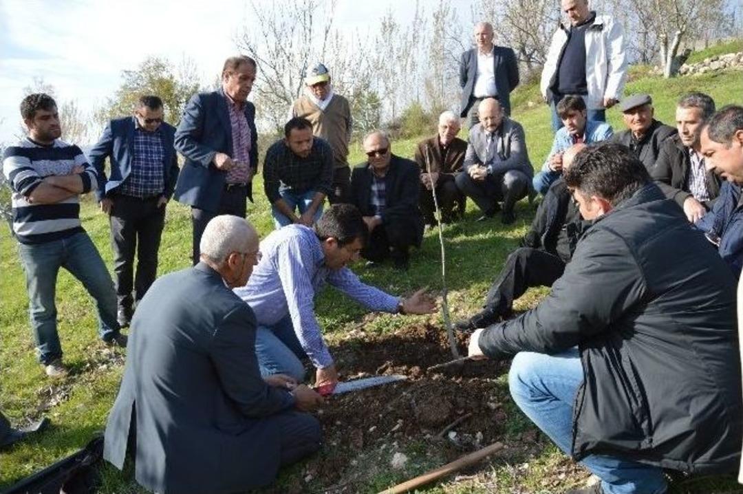 Niksarlı Ceviz &Uuml;reticilerine Budama Eğitimi