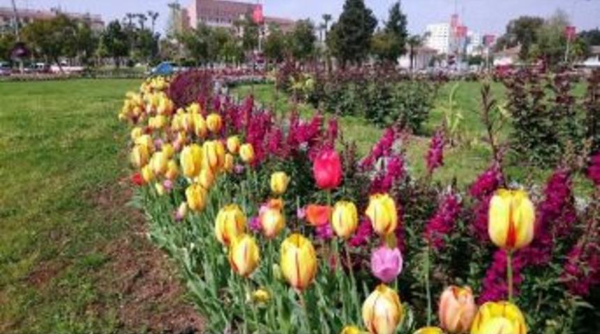 Mersin, Lalelerle Renklendi
