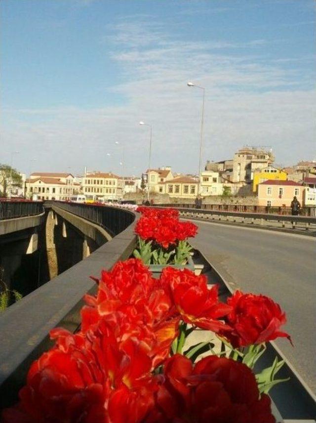 Trabzon Rengarenk 1