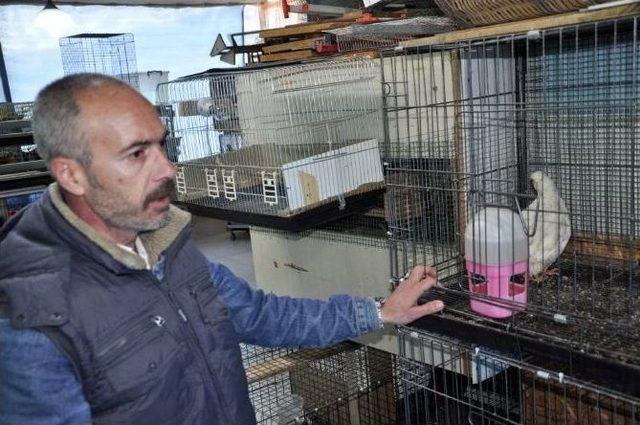 (&ouml;zel Haber) Nesli T&uuml;kenmesin Diye Evinin &Ccedil;atısını Yuva Yaptı 3