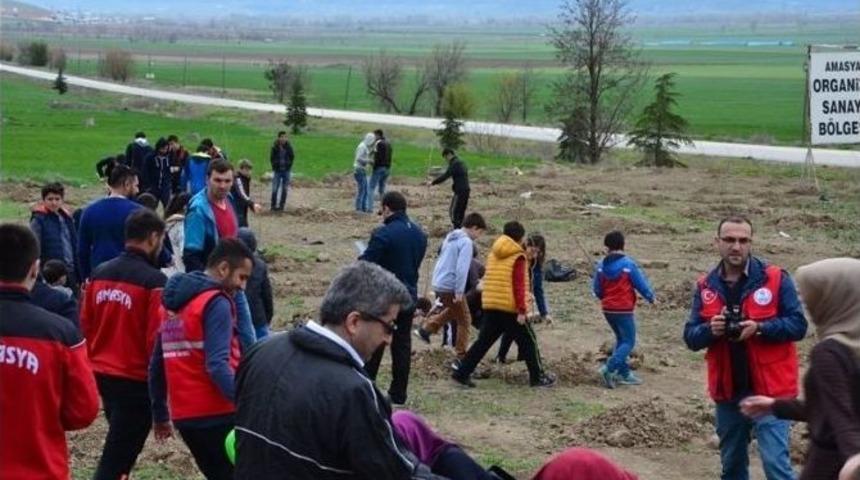 Amasyalı Gen&ccedil;ler 600 Fidan Dikti