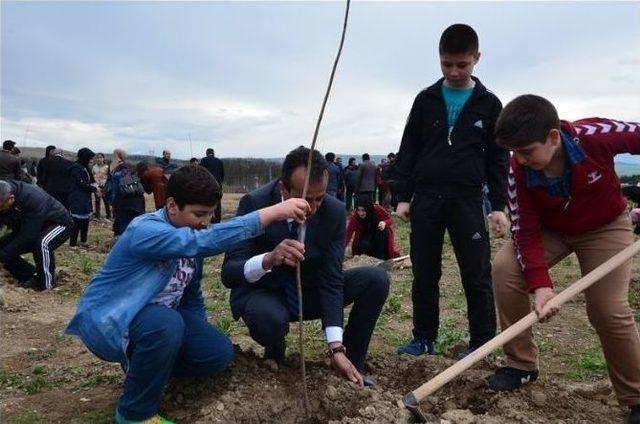 Amasyalı Gençler 600 Fidan Dikti