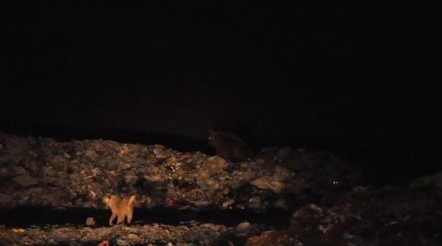 Ayılar K&ouml;peklerle Birlikte Besleniyor