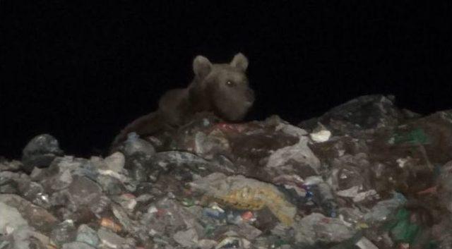 Ayılar Köpeklerle Birlikte Besleniyor