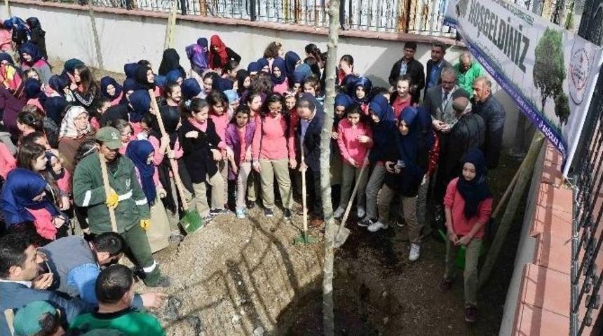 Bağcılar, &Ccedil;ınar Ağa&ccedil;ları İle Donatılıyor