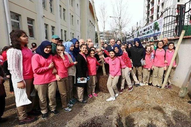 Bağcılar, Çınar Ağaçları İle Donatılıyor