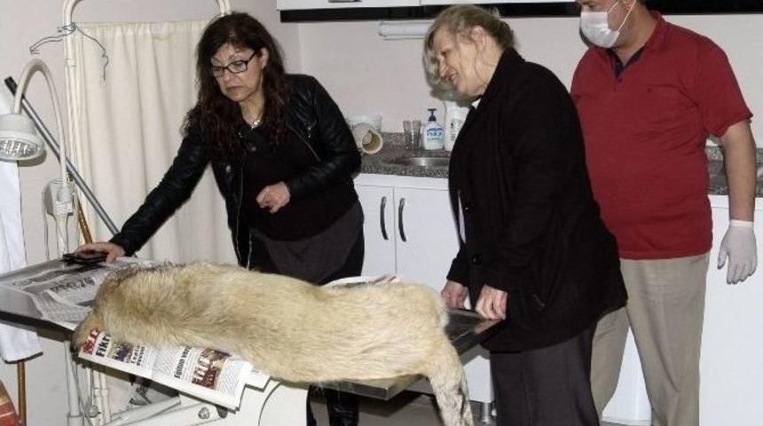 Yaralı K&ouml;peğe Duyarlı Kadın Sahip &Ccedil;ıktı