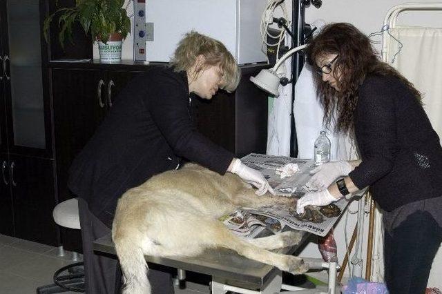 Yaralı K&ouml;peğe Duyarlı Kadın Sahip &Ccedil;ıktı 1