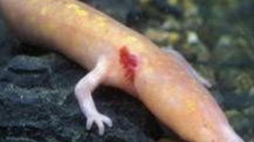 Kimse sırrını &ccedil;&ouml;zemiyor