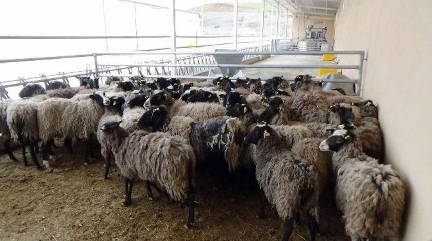 Si&uuml;&rsquo;ye 50 Adet &rsquo;romanov&rsquo; Irkı Koyun Alındı