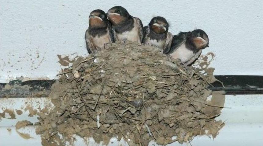 Kırlangı&ccedil;lar Erken Geldi