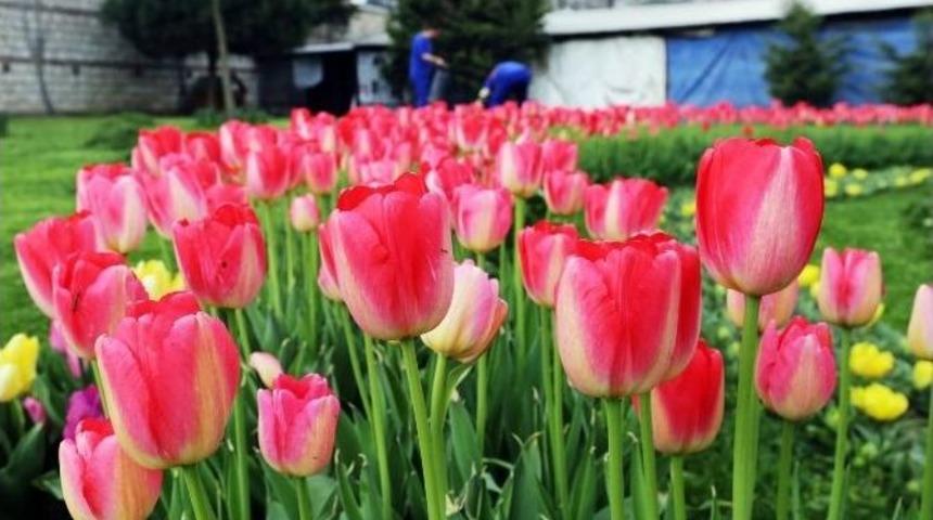 Kağıthane &Ccedil;i&ccedil;ek A&ccedil;tı