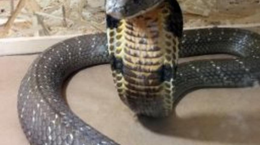 Kral Kobra, Adrenalin D&uuml;nyasında