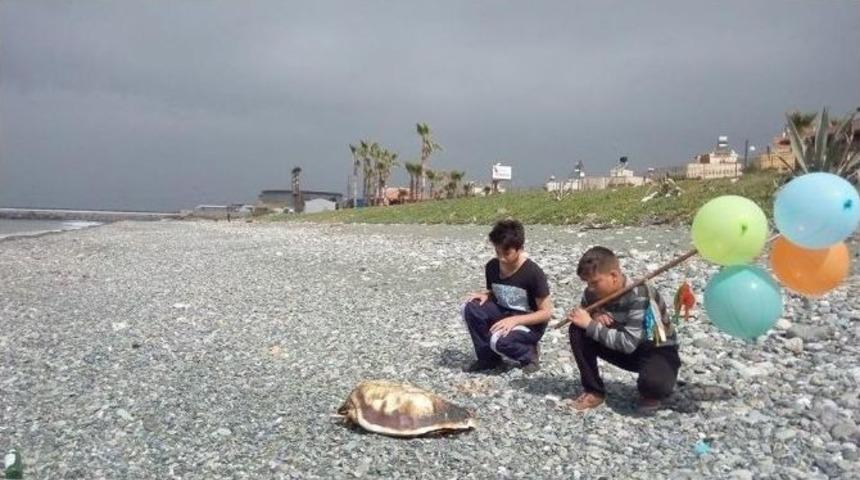 D&ouml;rtyol Sahilinde 6 Deniz Kaplumbağası &Ouml;l&uuml; Bulundu