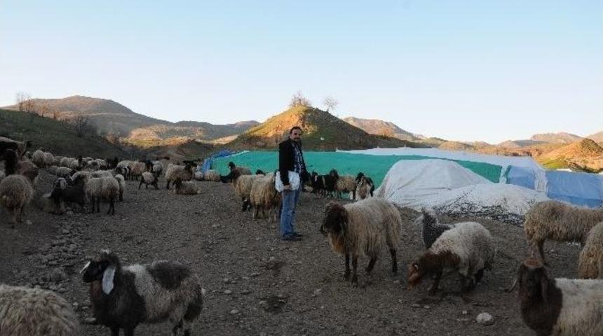 Ko&ccedil;erler Gelecekleri İ&ccedil;in Endişeli