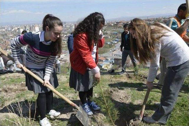 Battalgazi Mahallesinde &Ccedil;am, İğde, Ak&ccedil;aağa&ccedil;, Dişbudak Fidan Dikimi 1