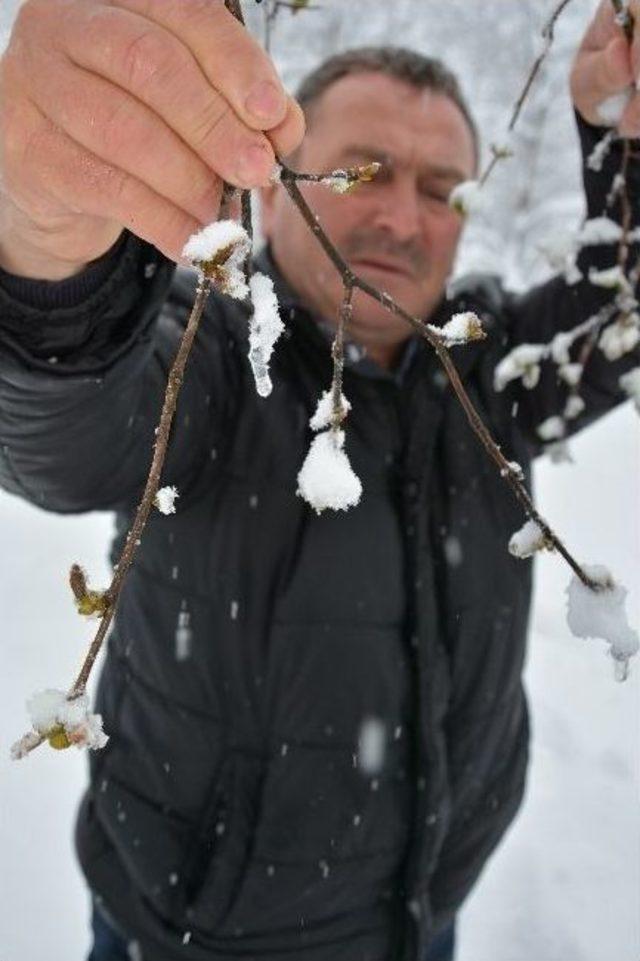 Fındıkta Korkutan Manzara