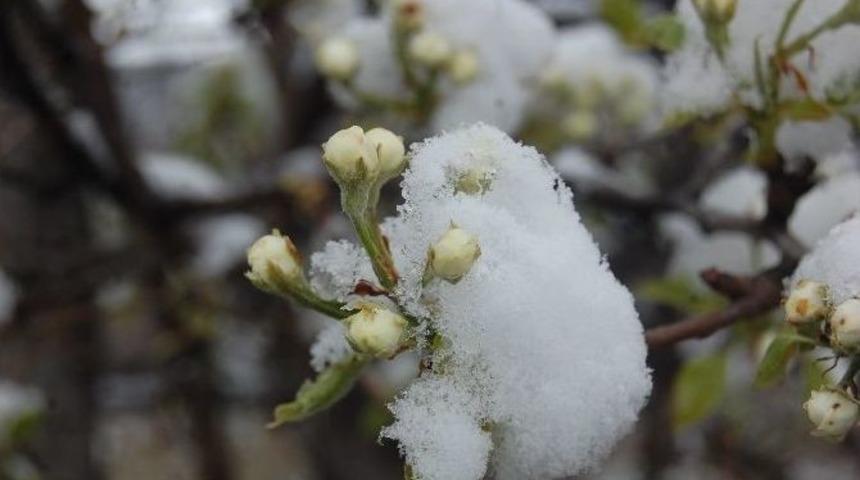 Tokat&rsquo;ta &Ccedil;i&ccedil;ek A&ccedil;an Meyve Ağa&ccedil;ları Kar Altına Kaldı