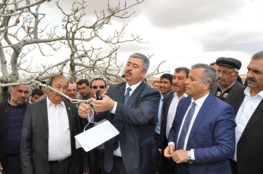 G&uuml;veyle M&uuml;cadele Ama&ccedil;lı Antep Fıstığı &Uuml;reticilerine Tuzak Dağıtıldı