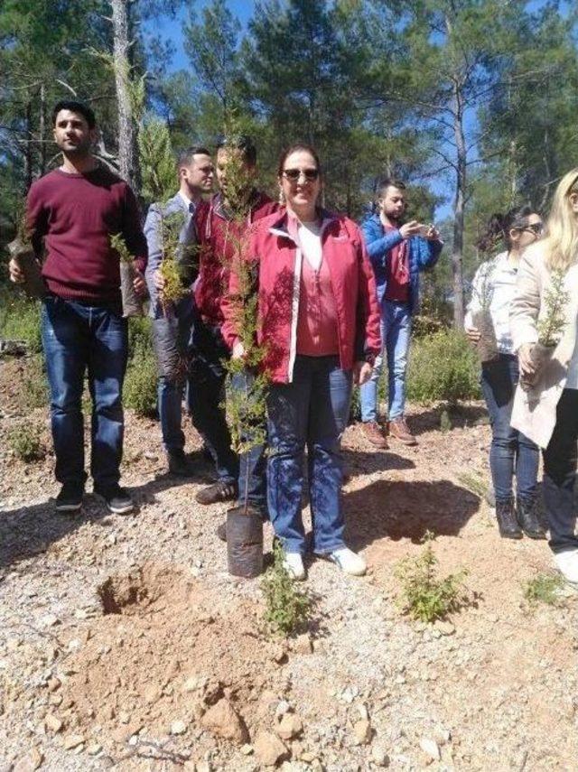 Ak Partililer Bodrum&rsquo;da Yanan Ormanlık Alanlara Fidan Dikti 3