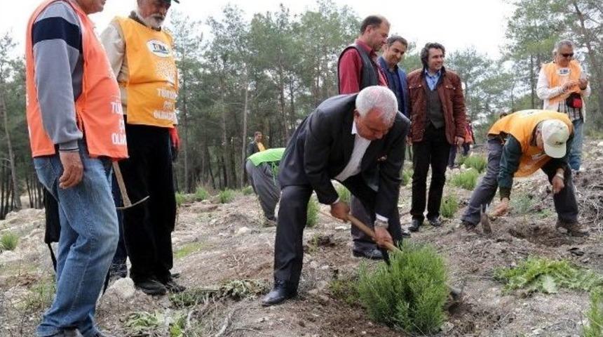 Başkan Tollu, Orman Haftası&rsquo;nda Fidan Dikti