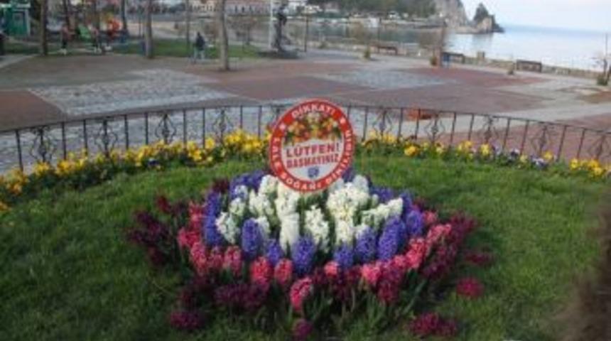 Amasra &Ccedil;i&ccedil;ek A&ccedil;tı