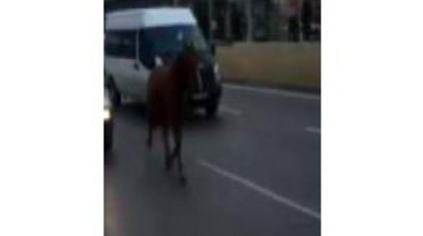 (&ouml;zel Haber) Bursa&rsquo;da Otoyola &Ccedil;ıkan At Vatandaşları Şaşırttı