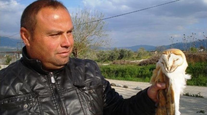 Pe&ccedil;eli Baykuş İlgi Uyandırdı