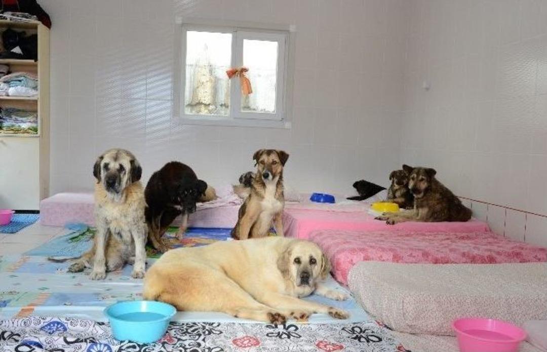 Sokak Hayvanları Daha Donanımlı Bir Bakım Evine Kavuştu