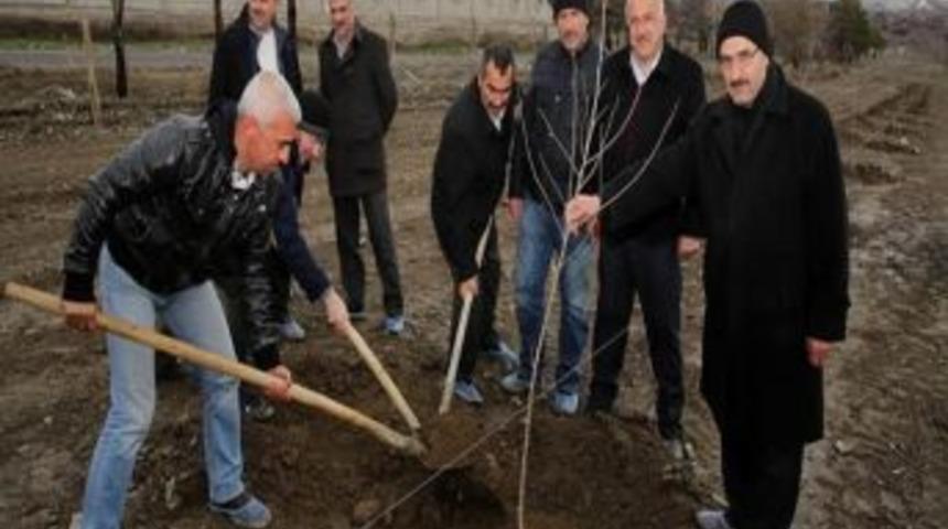 Kapama Dut Bah&ccedil;esi Projesinde İlk Fidan Dikildi