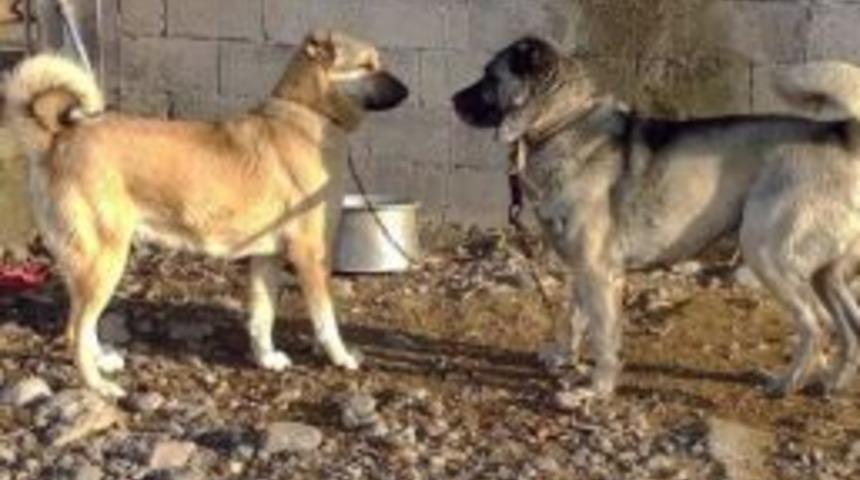 K&ouml;pek D&ouml;v&uuml;ş&uuml; Yaptırıp Bahis Oynatıyorlar