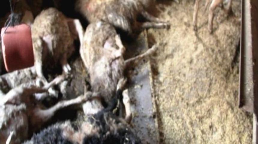 Başı Boş K&ouml;pkler Koyun S&uuml;r&uuml;s&uuml;n&uuml; Telef Etti