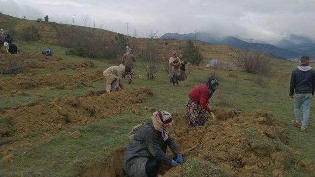 Çıplak Yamaçlara 110 Bin Fidan