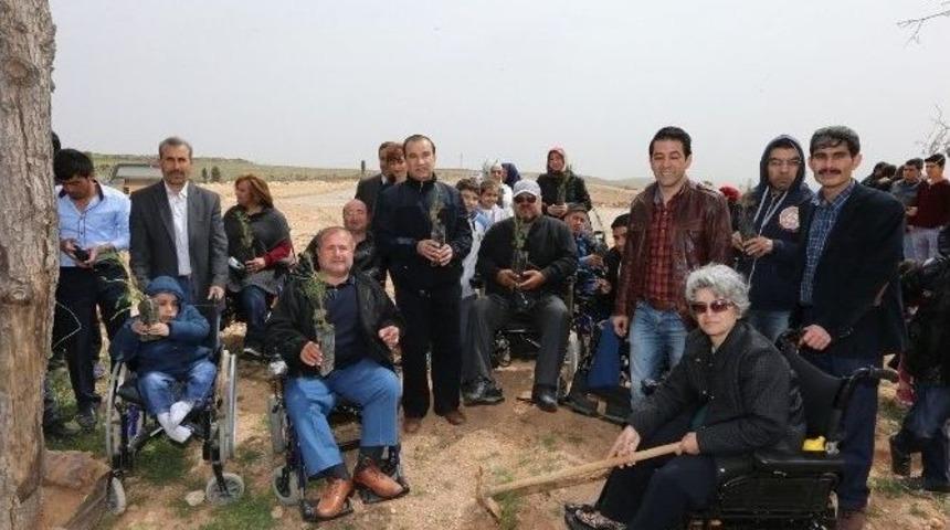 B&uuml;y&uuml;kşehir , 1 Milyon Metrekare Alanı Ağa&ccedil;landırdı