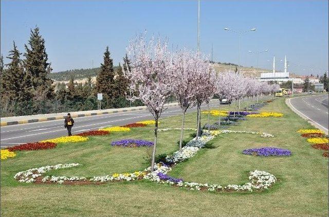 B&uuml;y&uuml;kşehir , 1 Milyon Metrekare Alanı Ağa&ccedil;landırdı 1