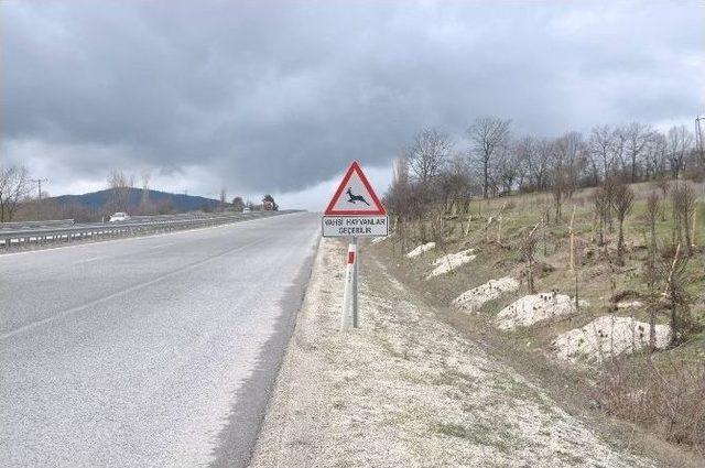 Yabani Hayvanlar İçin Karayollarına İkaz Tabelaları Yerleştirildi