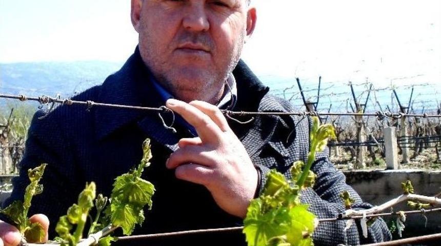 Sarıg&ouml;l&rsquo;de &Uuml;z&uuml;m Bağlarını Don Vurdu