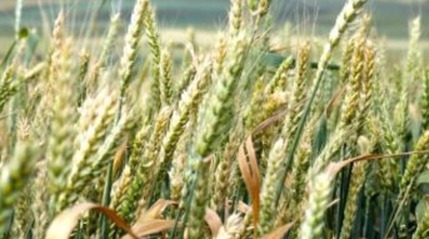 Buğdayda Pas Ve K&uuml;llenme Uyarısı