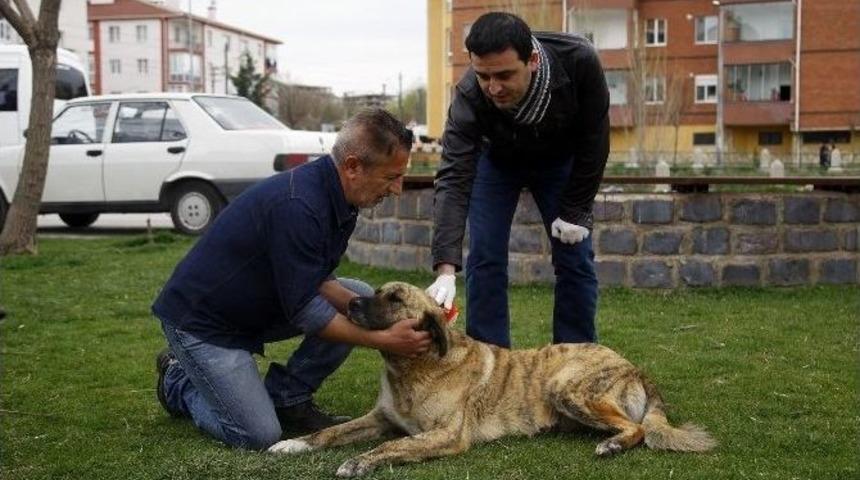 Odunpazarı&rsquo;ndan Hayvanlara Aşı Uygulaması Devam Ediyor